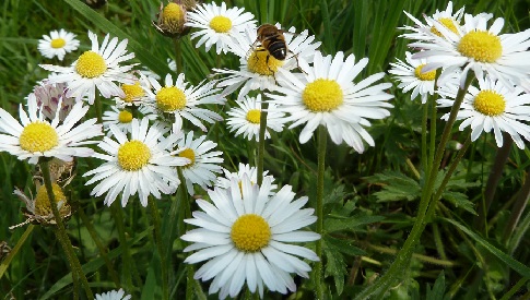‘Wat groeit of leeft daar in Nieuwegein’