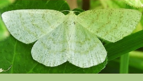 ‘Wat groeit of leeft daar in Nieuwegein’