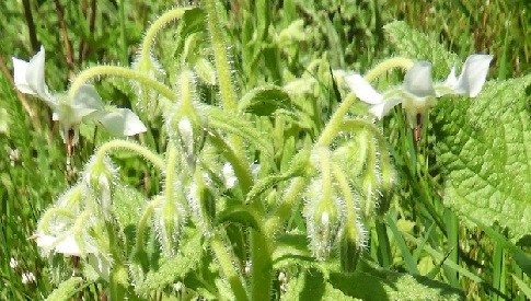 ‘Wat groeit of leeft daar in Nieuwegein’