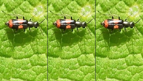 ‘Wat groeit of leeft daar in Nieuwegein’