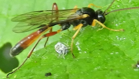 ‘Wat groeit of leeft daar in Nieuwegein’