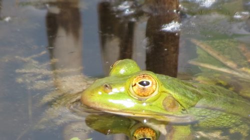 IVN Slootjesdag in het Natuurkwartier in Nieuwegein
