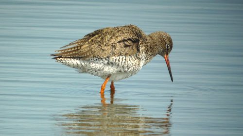 Op vogelexcursie met het IVN naar de Westbroekse Zodden