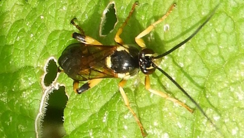 ‘Wat groeit of leeft daar in Nieuwegein’