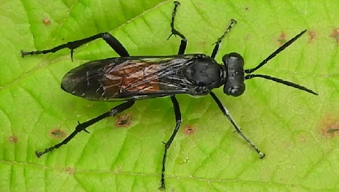 ‘Wat groeit of leeft daar in Nieuwegein’