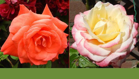 ‘Wat groeit of leeft daar in Nieuwegein’