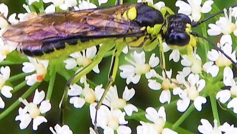 ‘Wat groeit of leeft daar in Nieuwegein’