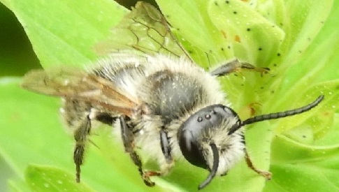 ‘Wat groeit of leeft daar in Nieuwegein’