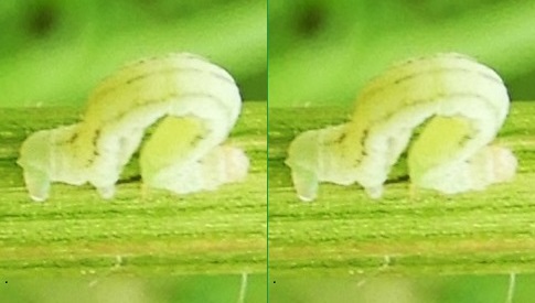 ‘Wat groeit of leeft daar in Nieuwegein’