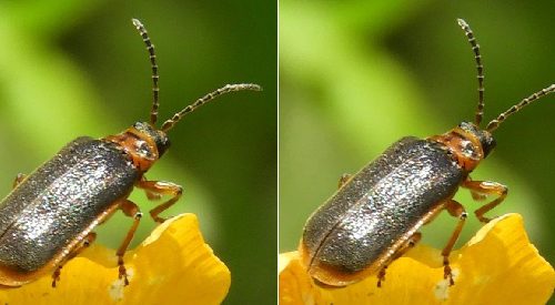 ‘Wat groeit of leeft daar in Nieuwegein’