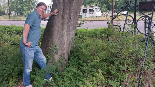 Historische haagbeuk blijft behouden