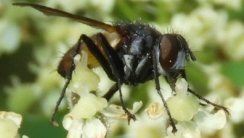 ‘Wat groeit og leeft daar in Nieuwegein’