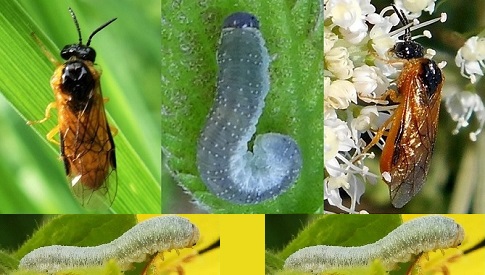 ‘Wat groeit of leeft daar in Nieuwegein’