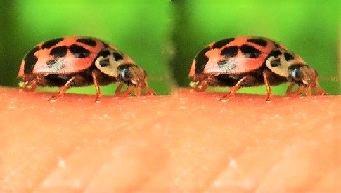 ‘Wat groeit of leeft daar in Nieuwegein’