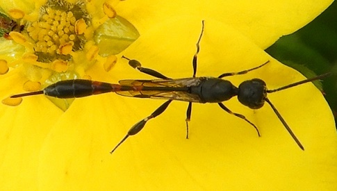 ‘Wat groeit of leeft daar in Nieuwegein’