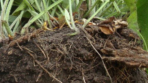 IVN houdt een lezing over bodemleven