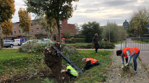 Snoeigroep Galecop start weer met het knotten van de bomen in de wijk