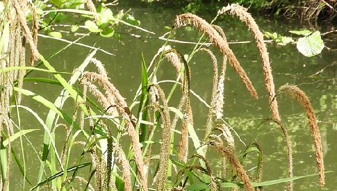 ‘Wat groeit of leeft daar in Nieuwegein’