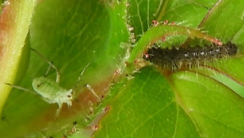 ‘Wat groeit of leeft daar in Nieuwegein’