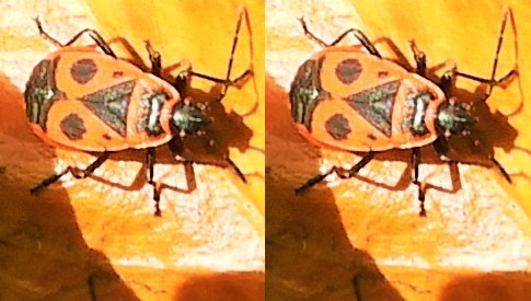 ‘Wat groeit of leeft daar in Nieuwegein’