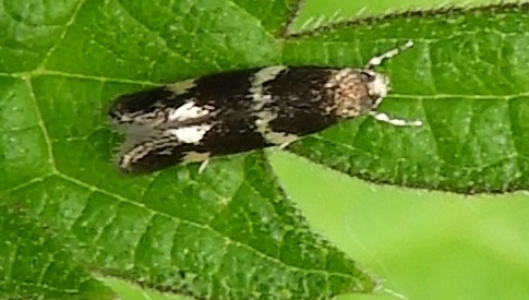 ‘Wat groeit of leeft daar in Nieuwegein’