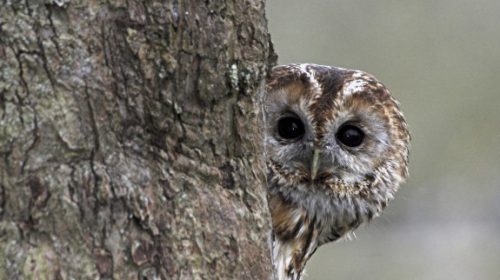 Op zoek naar uilen in Park Oudegein