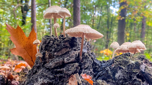 ‘Foto van de week’