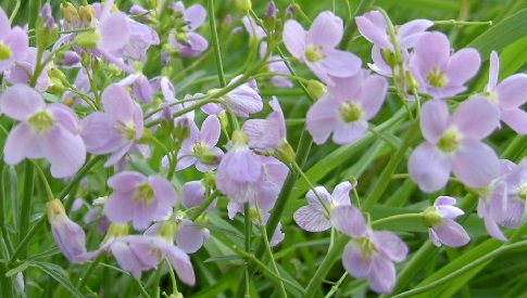 ‘Wat groeit of leeft daar in Nieuwegein’
