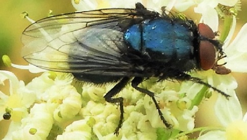 ‘Wat groeit of leeft daar in Nieuwegein’