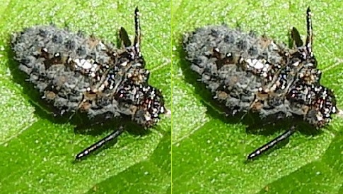 ‘Wat groeit of leeft daar in Nieuwegein’