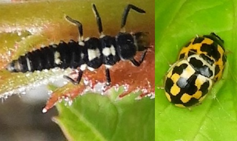 ‘Wat groeit of leeft daar in Nieuwegein’