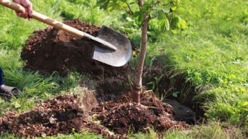 Nieuwegein voorziet inwoners van gratis jonge bomen