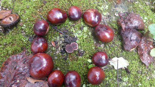 IVN Natuurwandeling op zaterdag 19 november bij Soesterberg