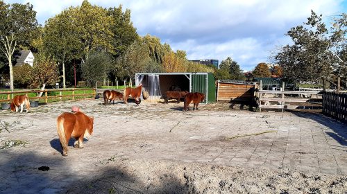 Bedrijven en vrijwilligers steunen Dierenopvang Sublime