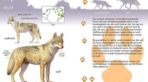 Wolven in Nederland, Oei of Ahh?