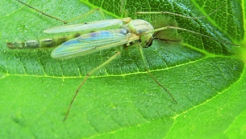 ‘Wat groeit of leeft daar in Nieuwegein’