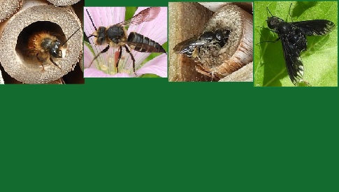 ‘Wat groeit of leeft daar in Nieuwegein’