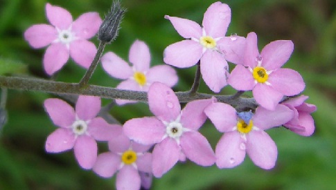 ‘Wat groeit of leeft daar in Nieuwegein’