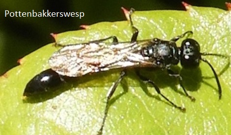 ‘Wat groeit of leeft daar in Nieuwegein’