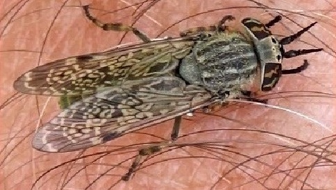 ‘Wat groeit of leeft daar in Nieuwegein’