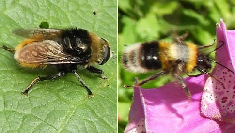 ‘Wat groeit of leeft daar in Nieuwegein’