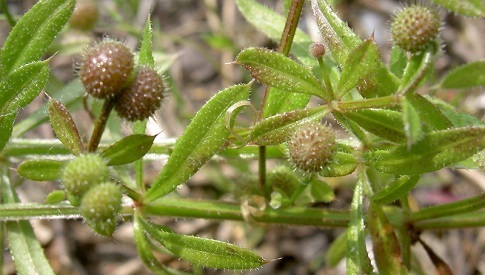 ‘Wat groeit of leeft daar in Nieuwegein’