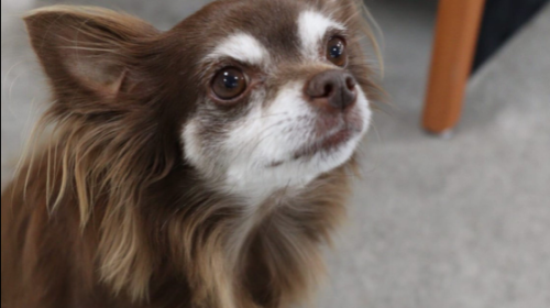 Hond valt Chihuahua aan en bijt hem dood