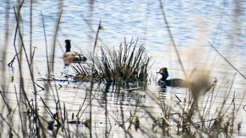 Excursie naar de Haarrijnse Plas onder leiding van Nine Ebben