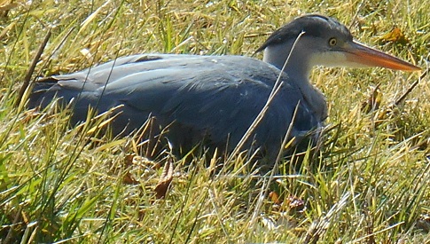 ‘Wat groeit of leeft daar in Nieuwegein’