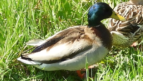 ‘Wat groeit of leeft daar in Nieuwegein’
