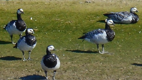 ‘Wat groeit of leeft daar in Nieuwegein’