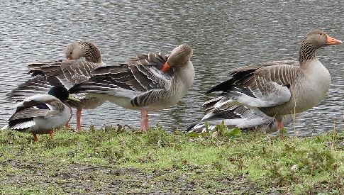 ‘Wat groeit of leeft daar in Nieuwegein’