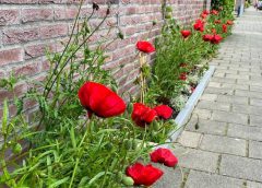 Nieuwegeinse straten kunnen Burendag vieren met gratis geveltuinen
