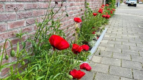 Minder maaien voor een klimaatbestendig en biodivers Nieuwegein